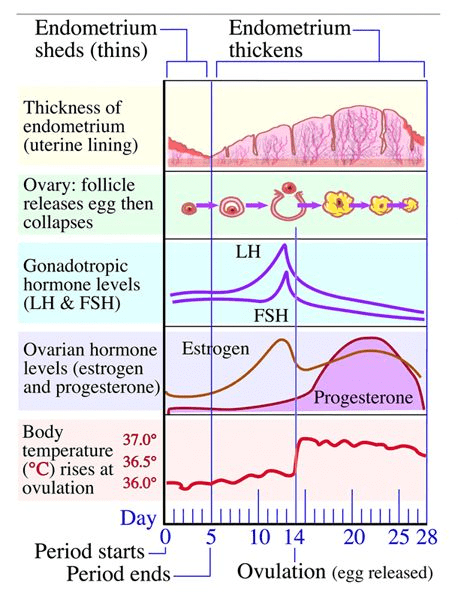 Menstrual Cycle