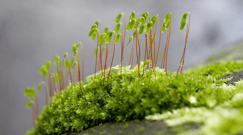 Plant Kingdom | Famous Books for UPSC Exam (Summary & Tests)