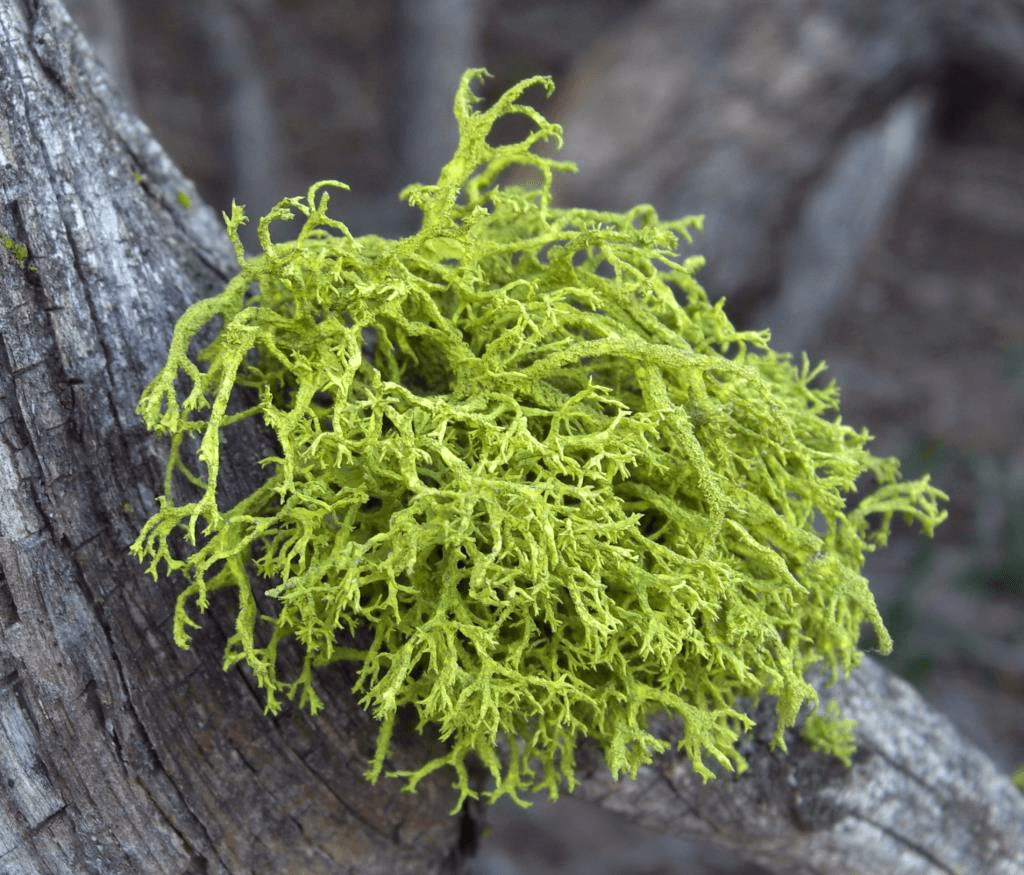 Bacteria, Virus, Algae, Fungi & Lichens | Science & Technology for UPSC CSE