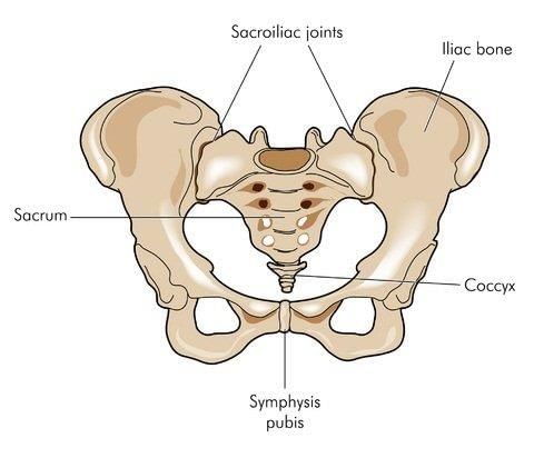 Fig: Hip bones.