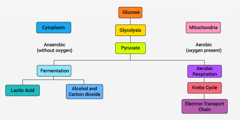 Aerobic And Anaerobic Cellular Respiration Science Amino Cellular