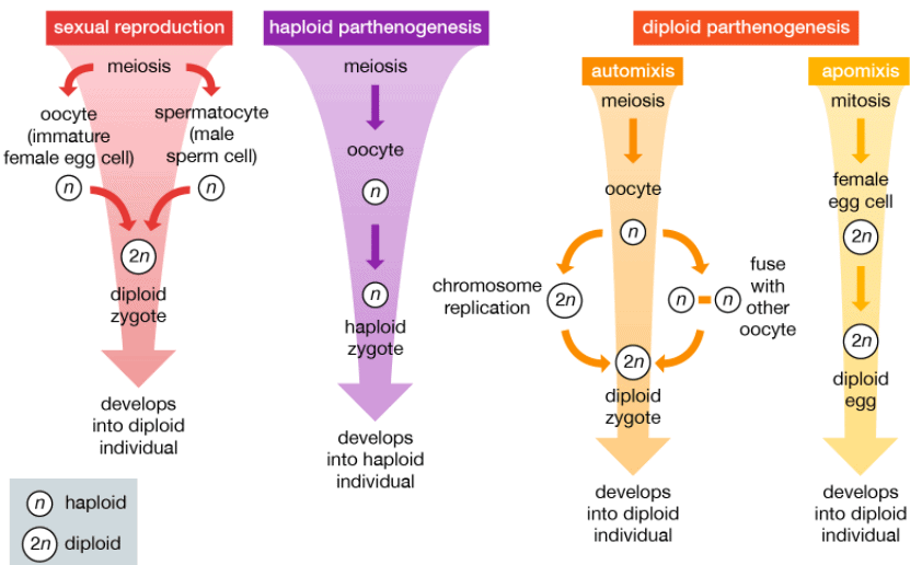 The process of sexual reproduction versus several forms of parthenogenesis