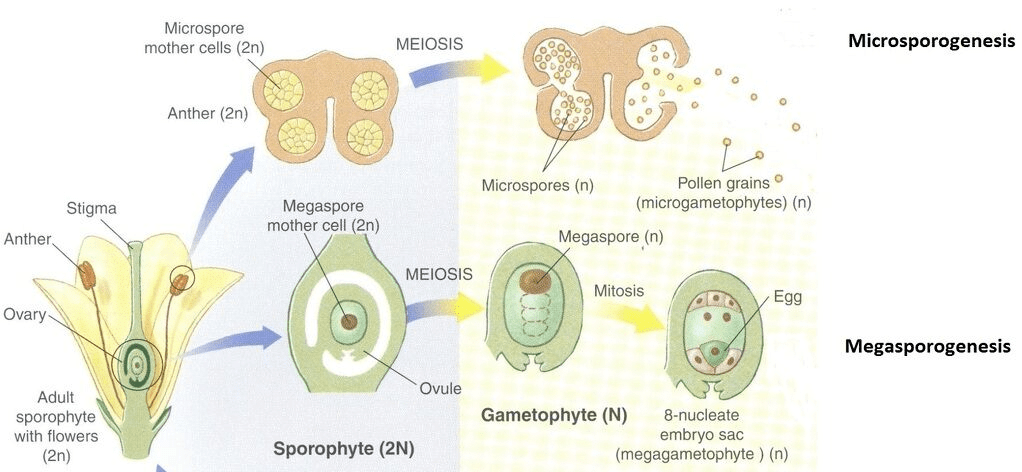 Summary: Sexual Reproduction in Flowering Plants | NCERT Exemplar & Revision Notes for NEET