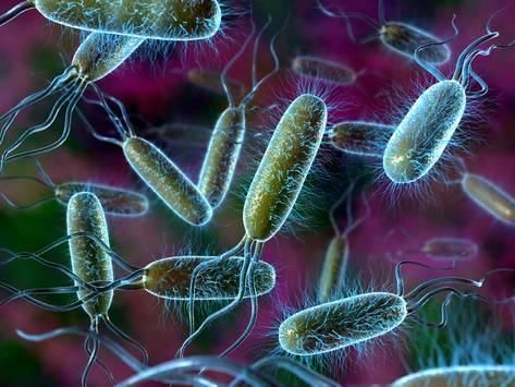 E. Coli bacteria