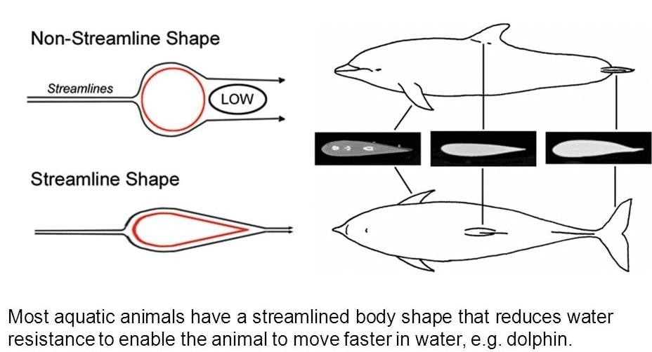 Streamlined Shape