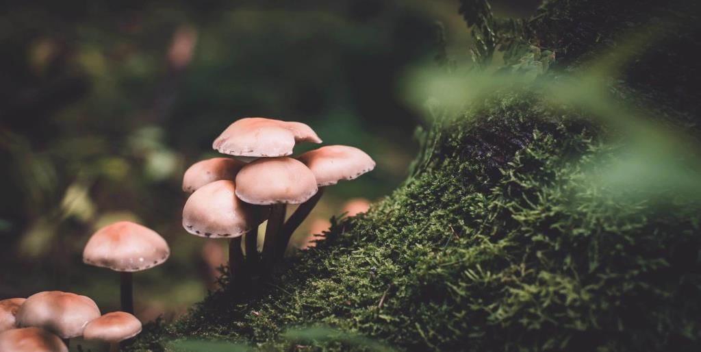 Fungi: Saprophyte