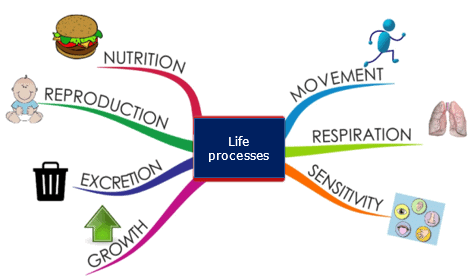 Life Processes - Class 10