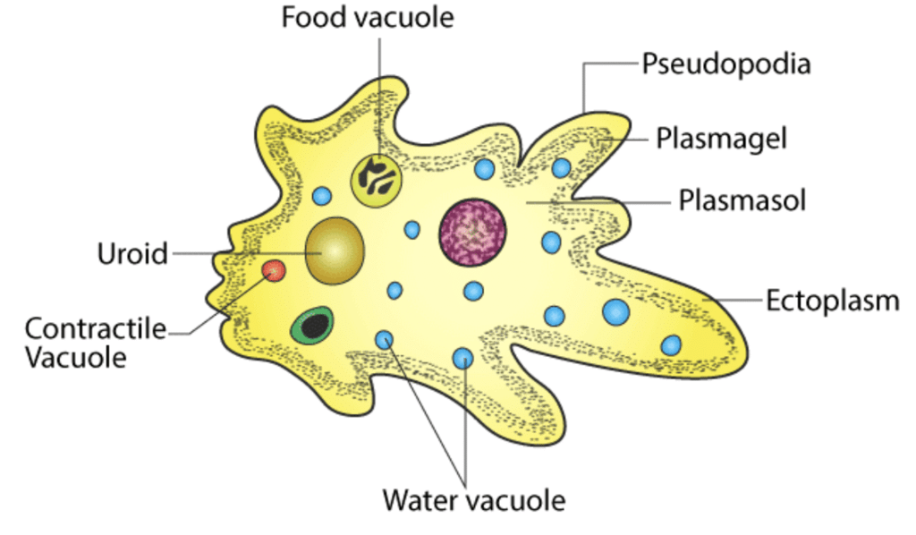 Class 8 Science: Sample Question Paper - 10 | Science Class 8
