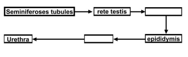 NCERT Exemplar: Human Reproduction | Biology Class 12 - NEET
