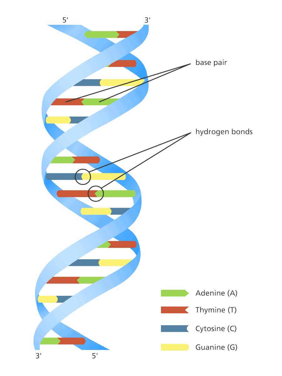 Fig: Double Helix Structure of DNA