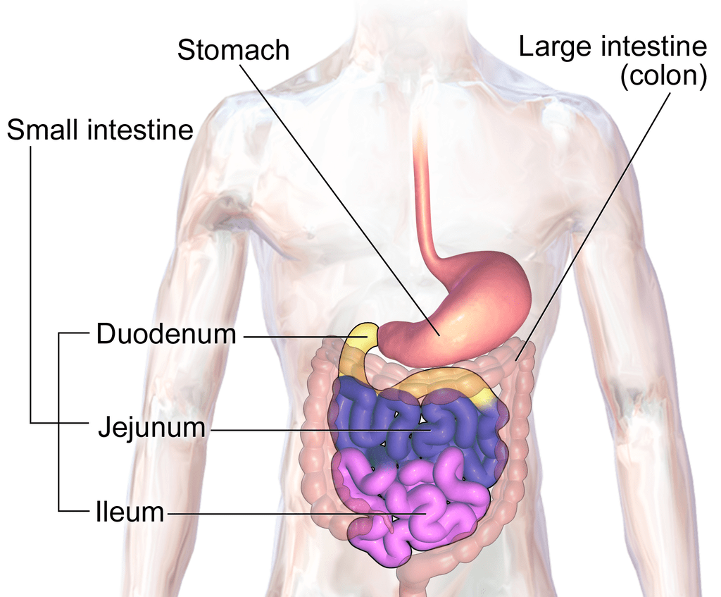 Anatomy of Small Intestine