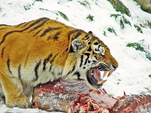 Tiger: A Heterotroph