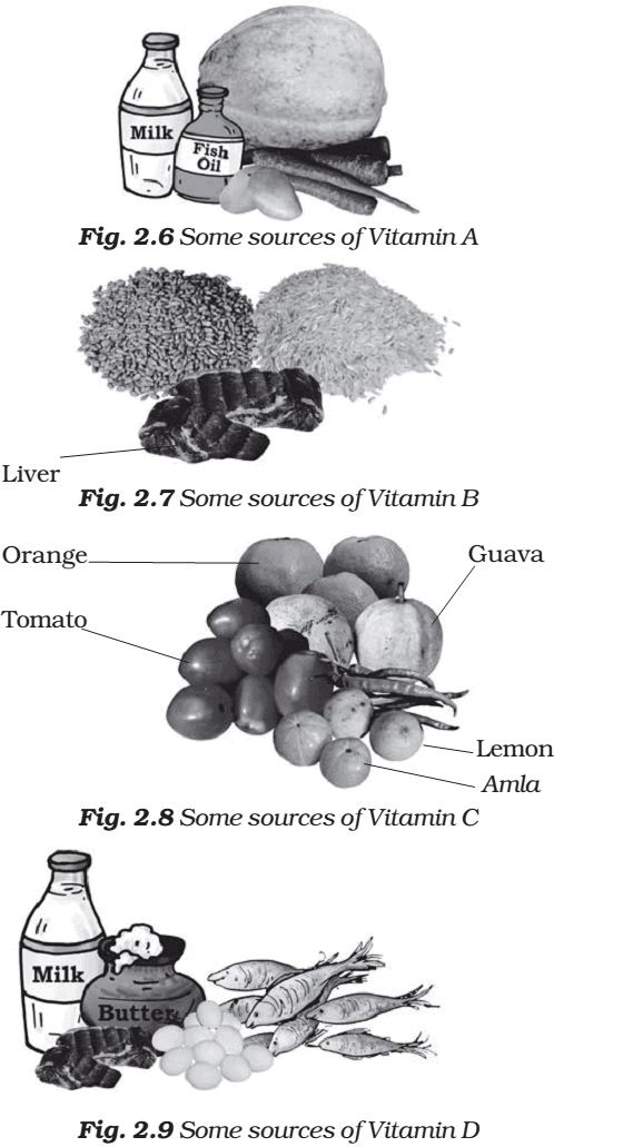 Food - Notes, Biology | General Awareness - Bank Exams