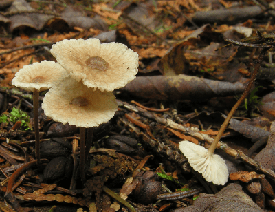 Fig. Marasmiellus perforans Marasmius haematocephalus 