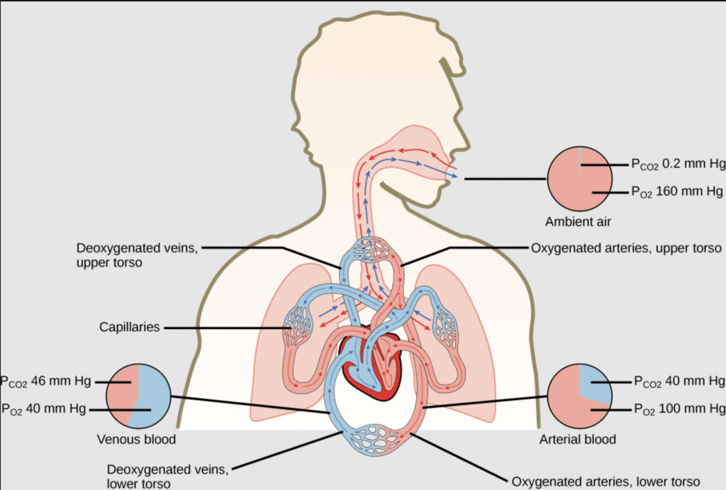 Respiration and the Oxygenation of Blood