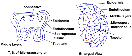 Microsporogenesis | Biology for Grade 12