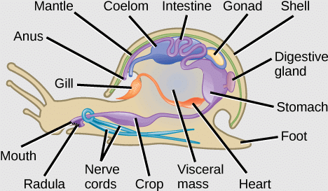 Mollusca