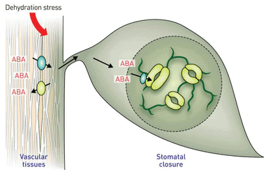 Stress Hormone