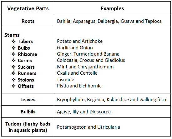 Modes of Reproduction: Asexual & Sexual | Additional Study Material for NEET