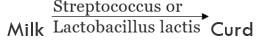 Economic Importance, Harmful Effects & Types of Bacteria | Additional Study Material for NEET