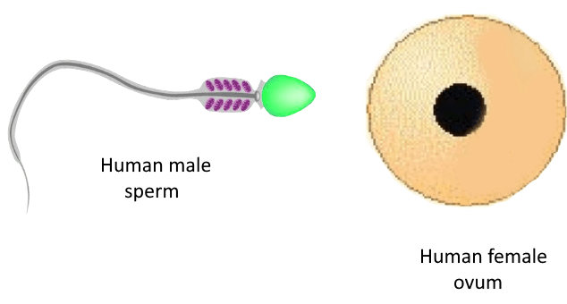 Class 10 Science Chapter 7 Question Answers - How Do Organisms Reproduce
