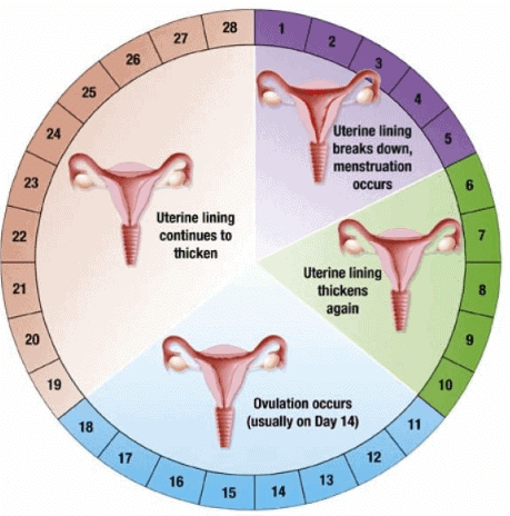 Menstrual Cycle