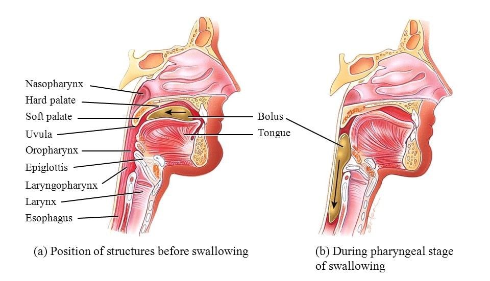 Digestion of Food | Biology for JAMB