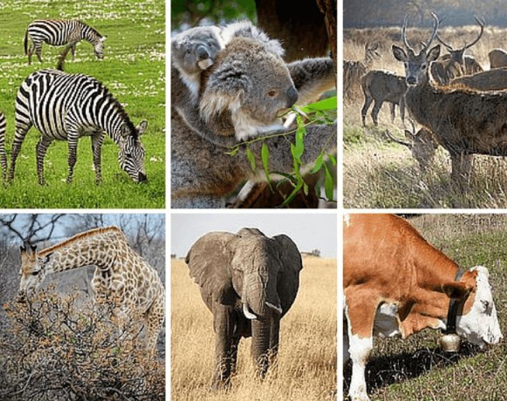 Examples of Herbivorous Animals