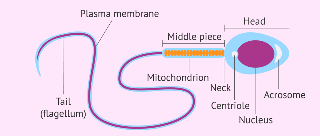 Structure of Sperm