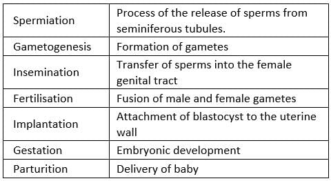 NCERT Exemplar: Human Reproduction | Biology Class 12 - NEET