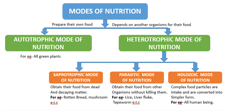 Life Processes- 1 Chapter Notes | Science Class 10