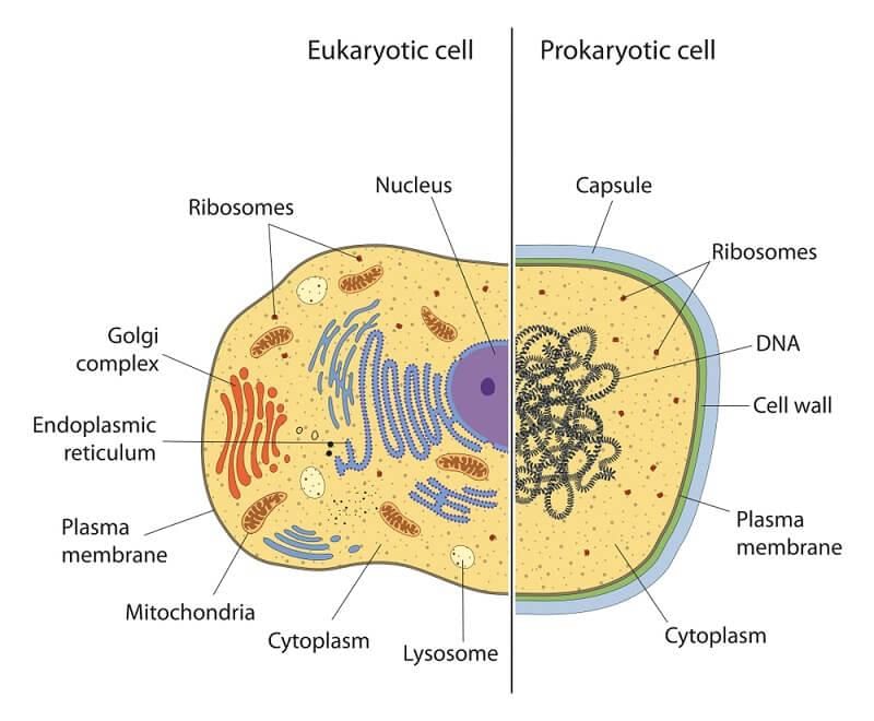 NCERT Summary: Summary of Biology - 1 | Science & Technology for UPSC CSE