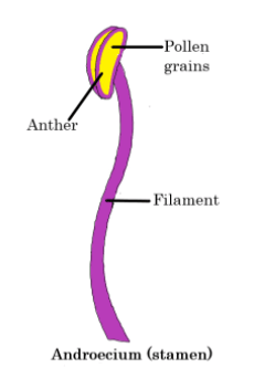 How do organisms Reproduce(Ekansh) NCERT Solutions - Class 10