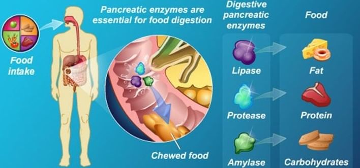 Role of Pancreatic Enzymes