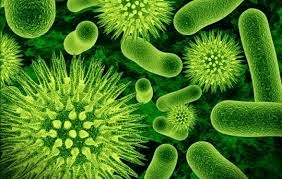 Microorganisms: Friend and Foe Class 8 Notes Science Chapter 2