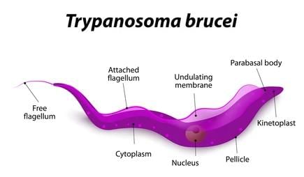 NCERT Exemplar: Biological Classification | Biology Class 11 - NEET