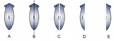 NCERT Exemplar: How do Organisms Reproduce? | Science Class 10