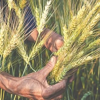 Triticale (Muntzing)