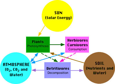 Relationship with ecosystem