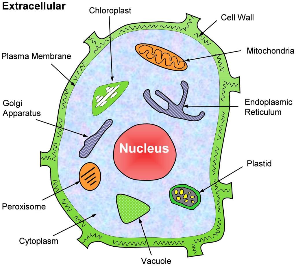 Plastid in Plant Cell