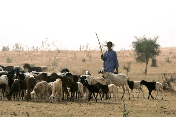 Men as herders
