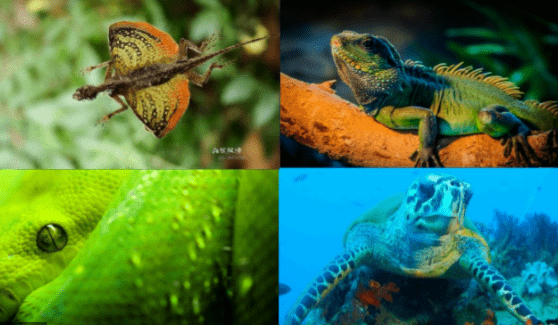 Class: Reptilia
