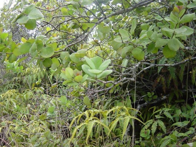 Post-Fertilisation: Development of Seed & Fruit | Biology for JAMB