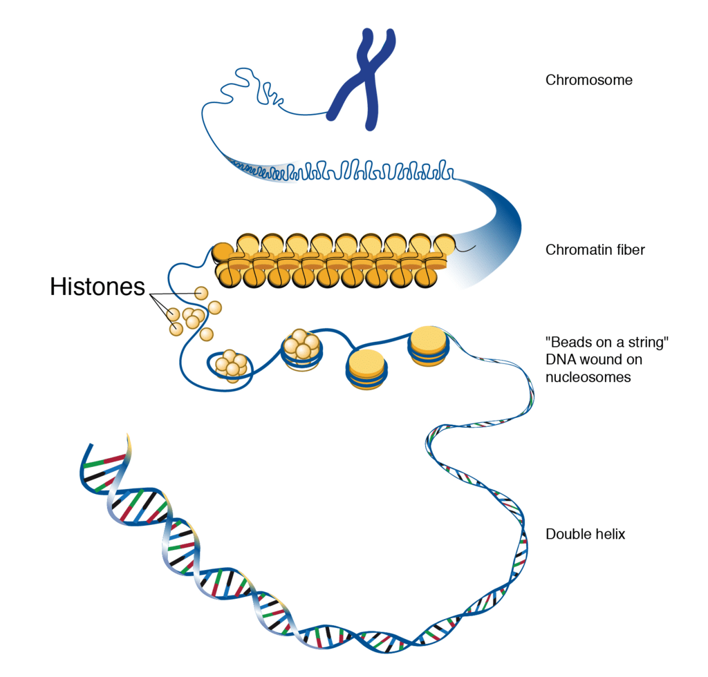 Structure & Packaging of DNA Helix | Biology for EmSAT Achieve