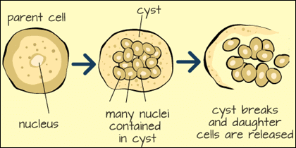 Multiple Fission