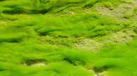 Photosynthesis: Food Making Process in Plants | Science Class 7 (Old NCERT)