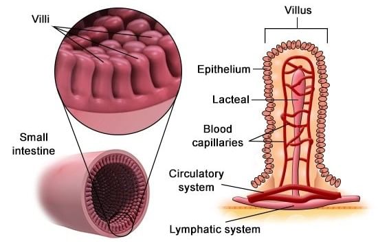 Villi in Small Intestine