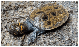 December 2020: Current Affair Environment & Ecology- 1 - BPSC (Bihar)