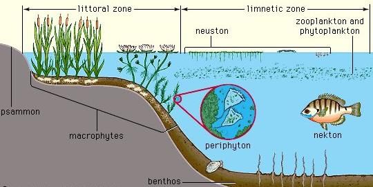 Aquatic Organisms