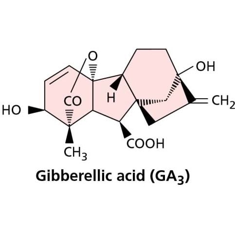 Auxins and Gibberellins | Biology for ACT